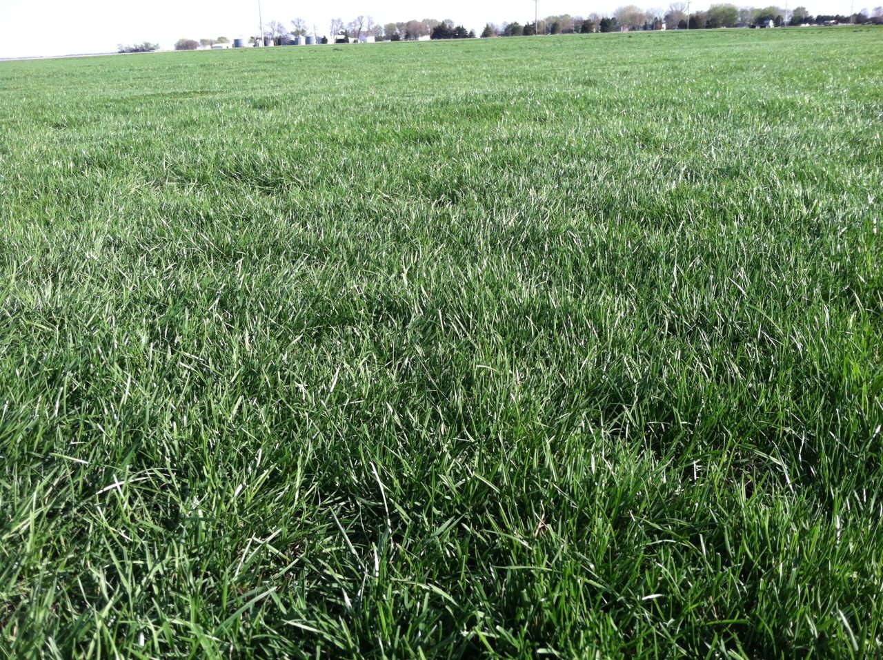 Sod Installation TST Grading & Sod